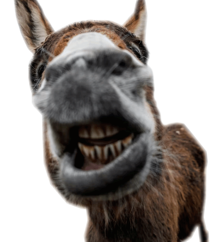 image of a donkey smiling toothily