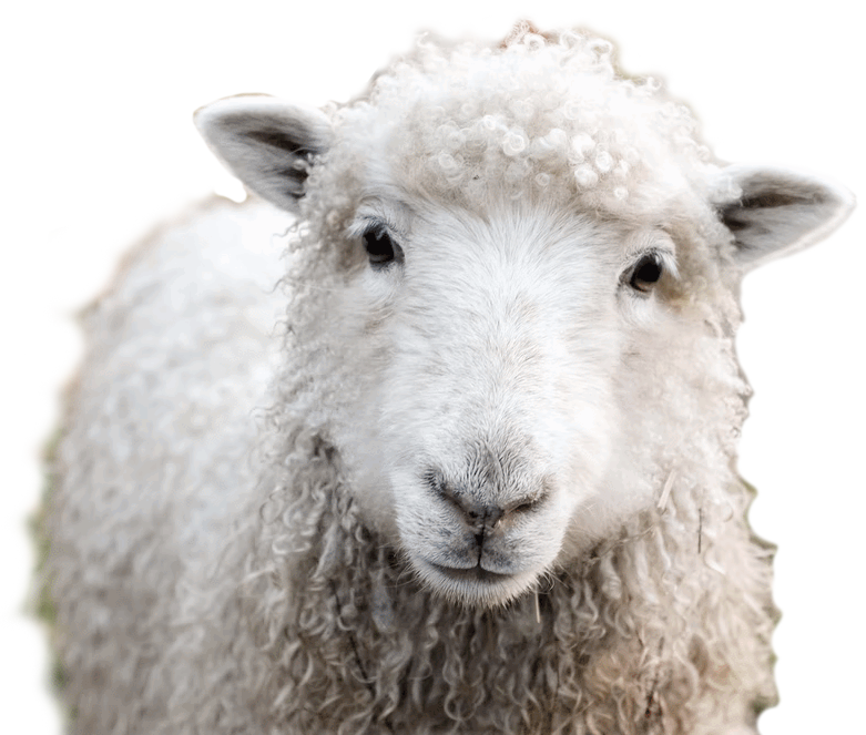 image of a sheep staring cheekily into the camera